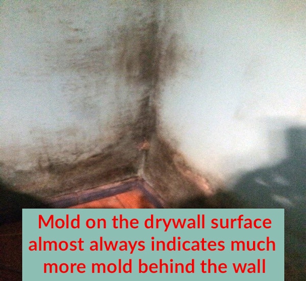 Mould On Drywall and Plaster