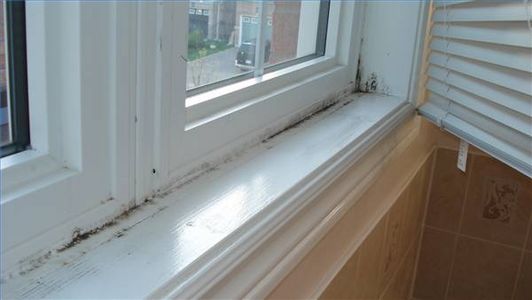 mold removal services in Kitchener-Waterloo, Ontario